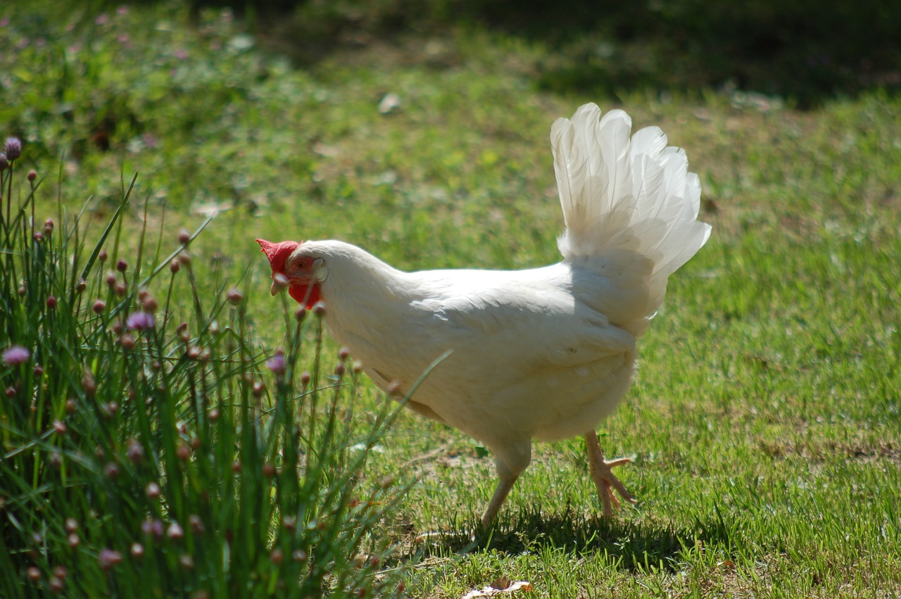 hen  poultry  free-range free photo