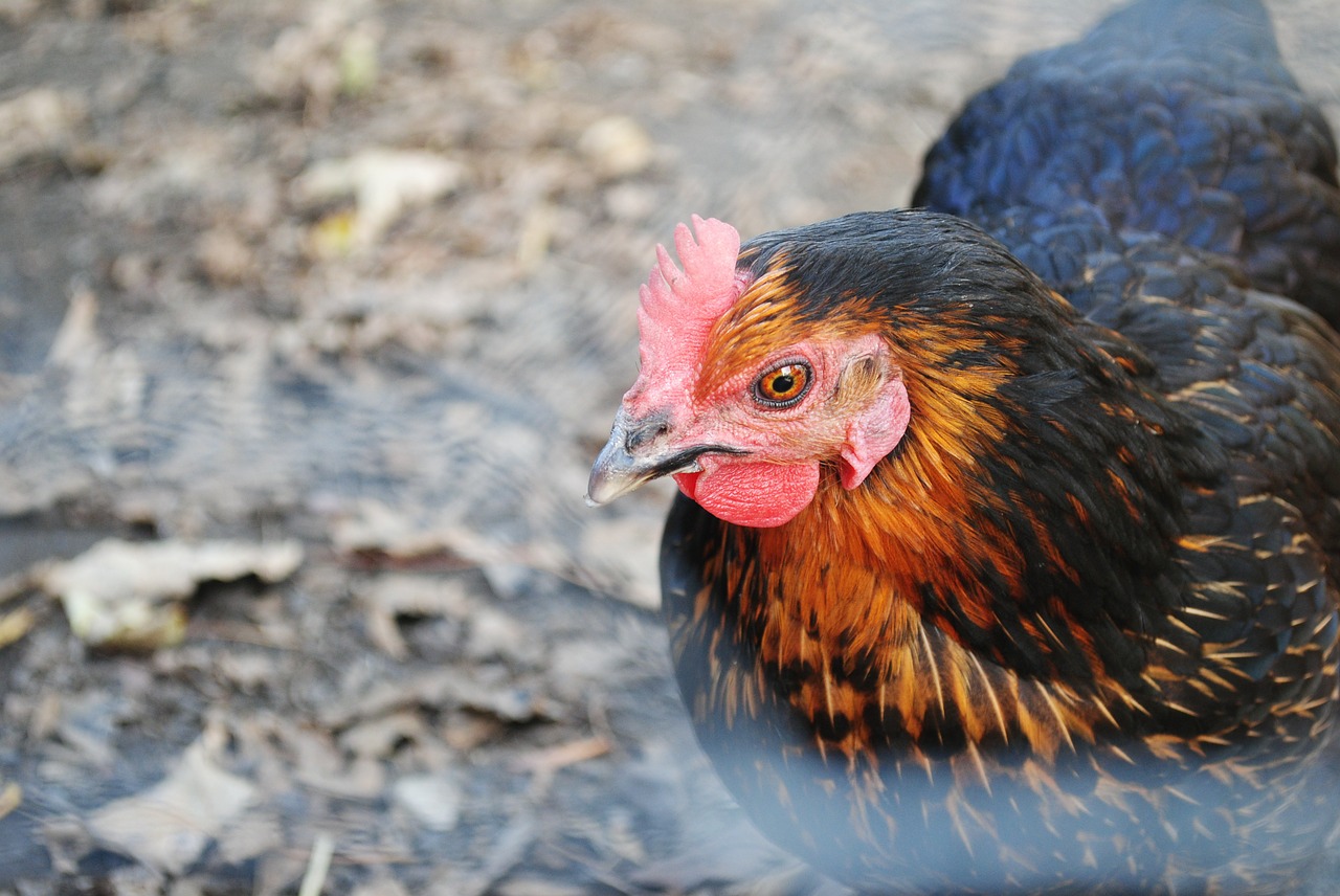 hen nature animal free photo