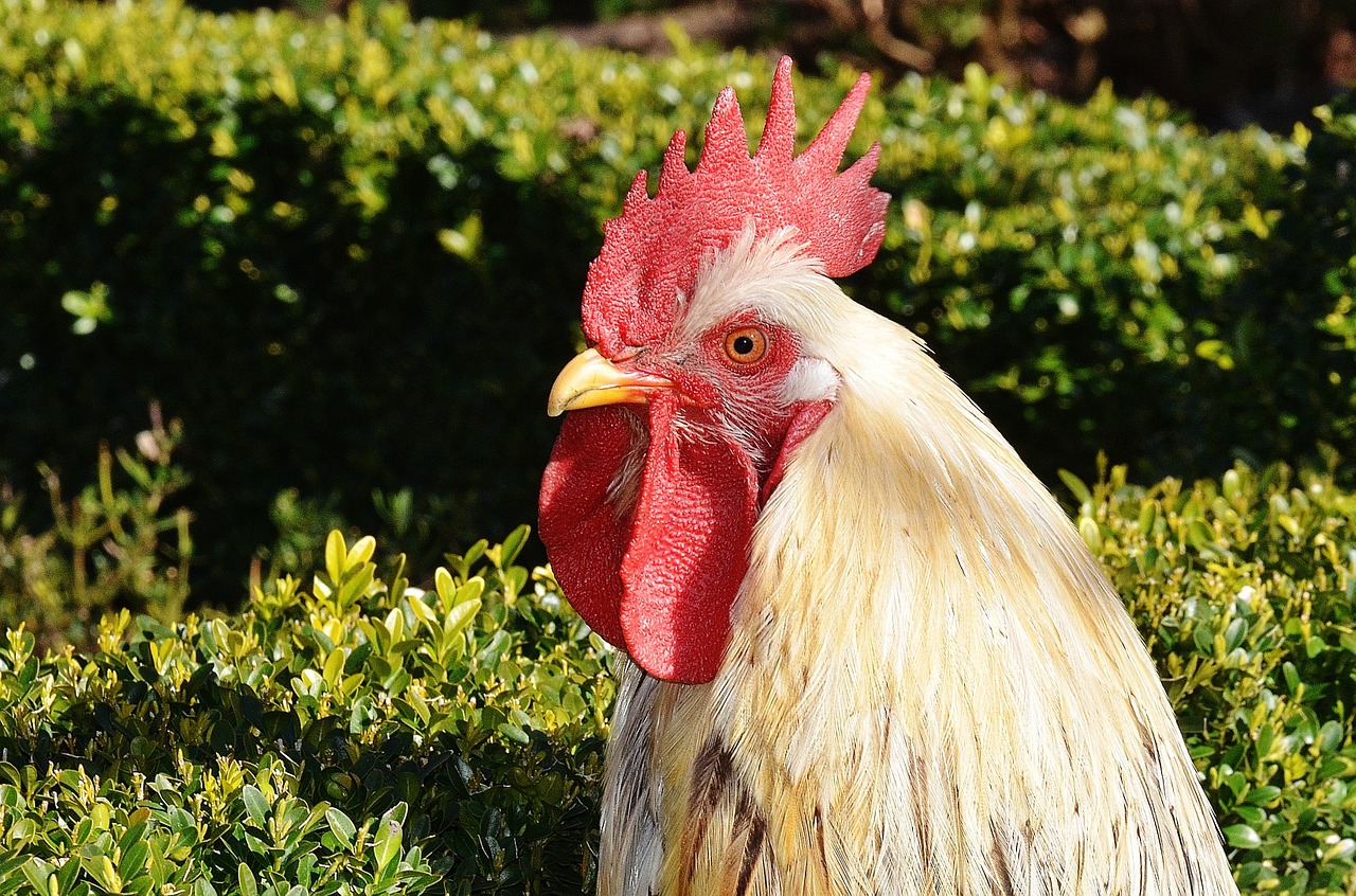 hen animal bird free photo