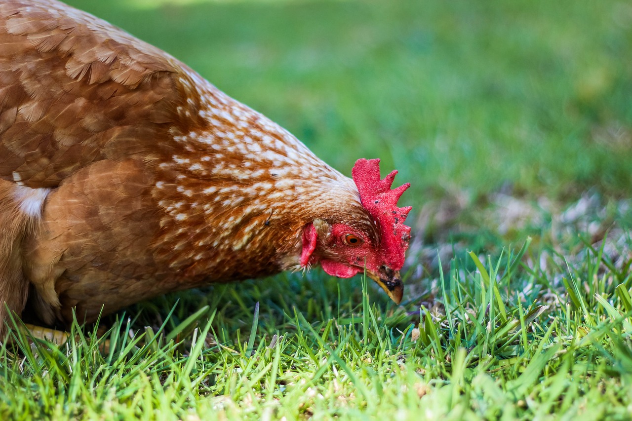 hen chicken livestock free photo