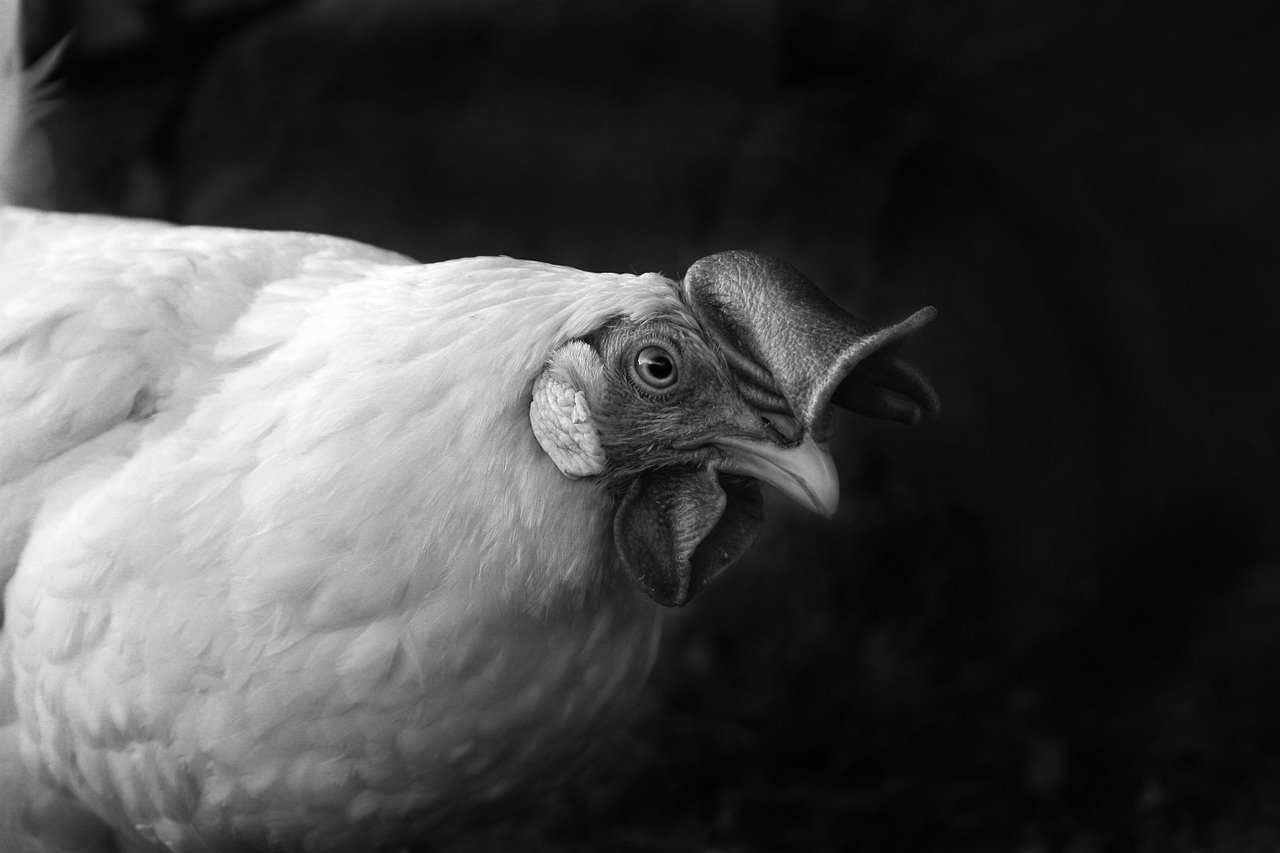 hen agriculture animals free photo