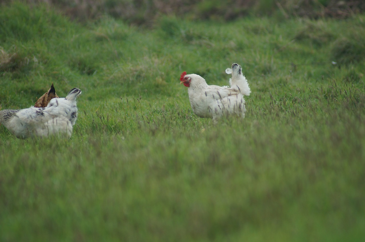 hen field farm free photo