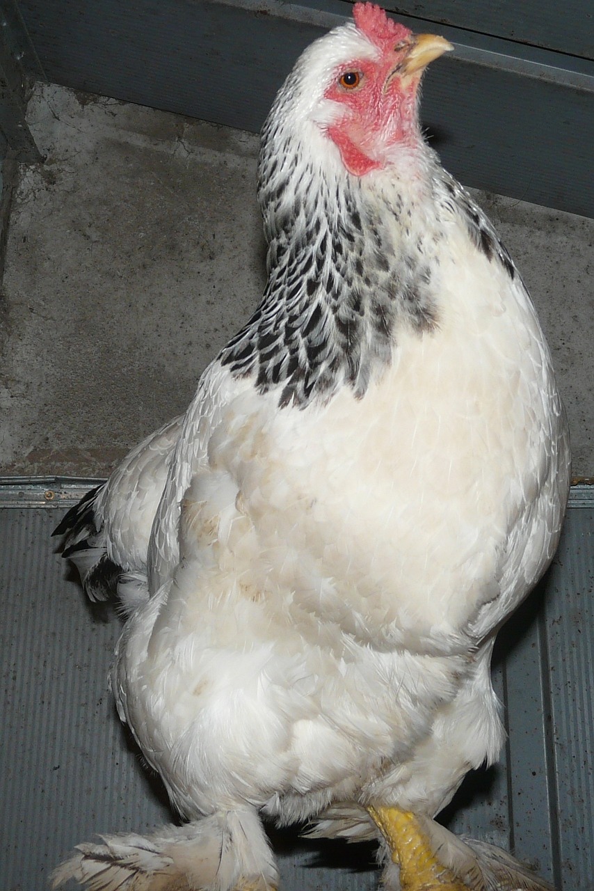 hen chicken farm free photo