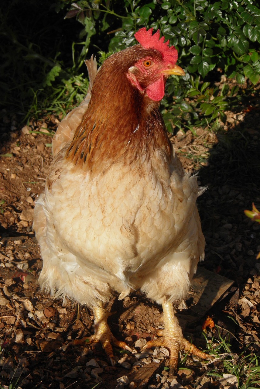 hen chicken poultry free photo