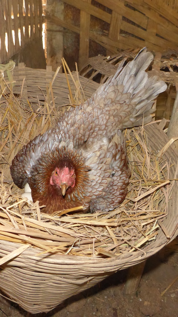 hen oviparous egg free photo