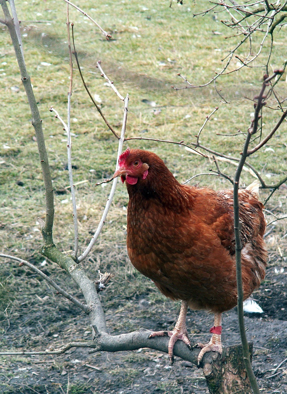 hen poultry brown free photo