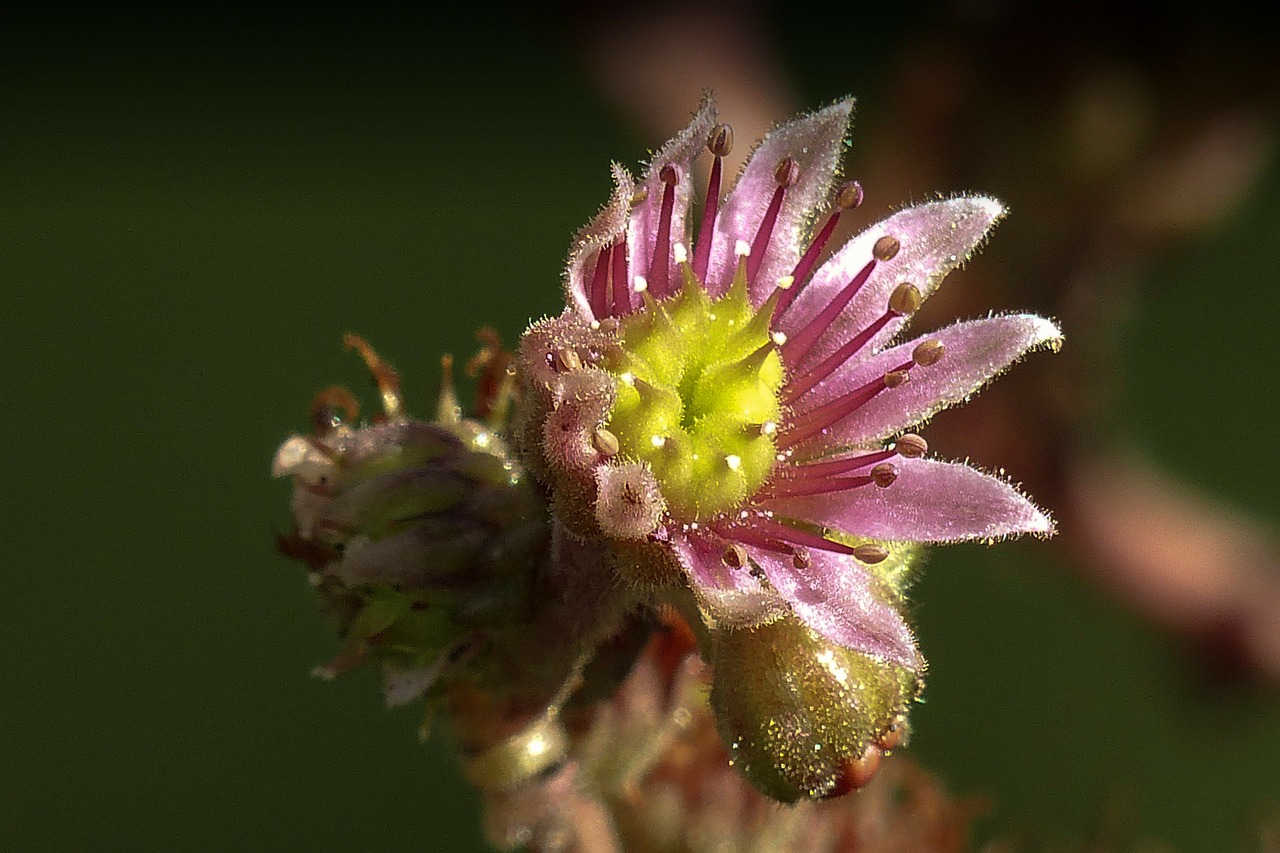 hen and chicks bloom plant free photo