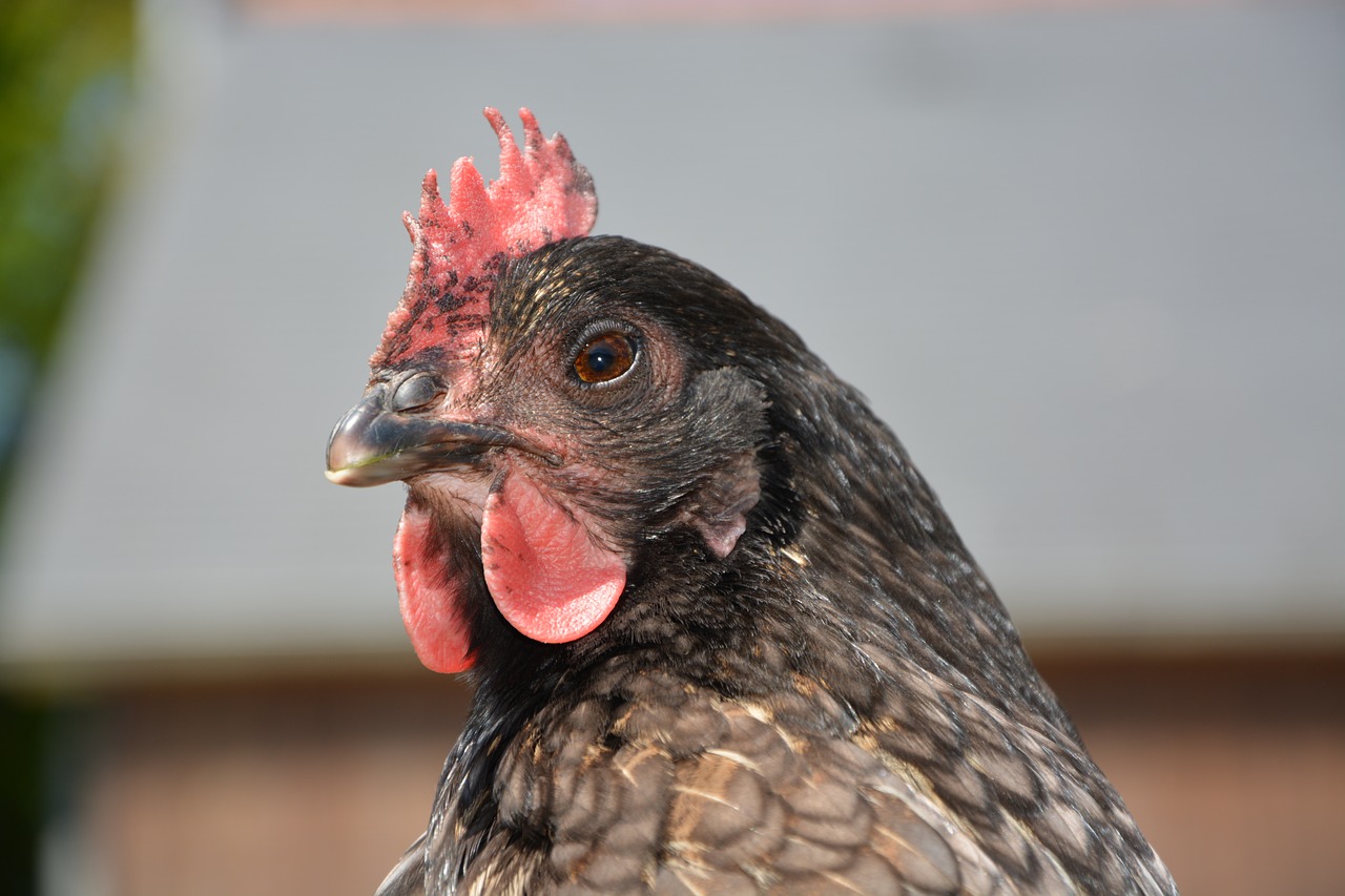 hen ashy  laying hen  animal portrait free photo