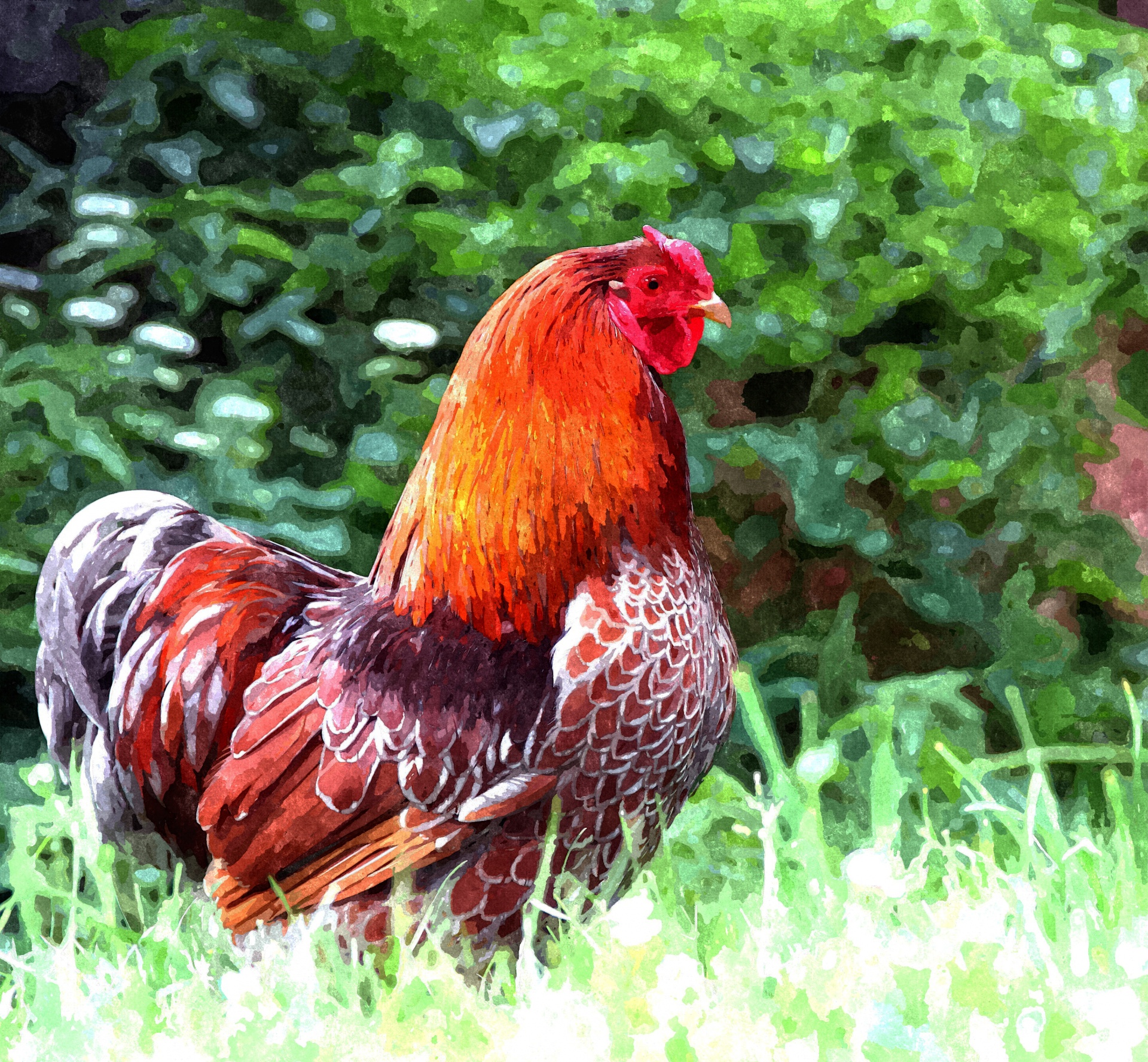 hen chicken watercolor free photo