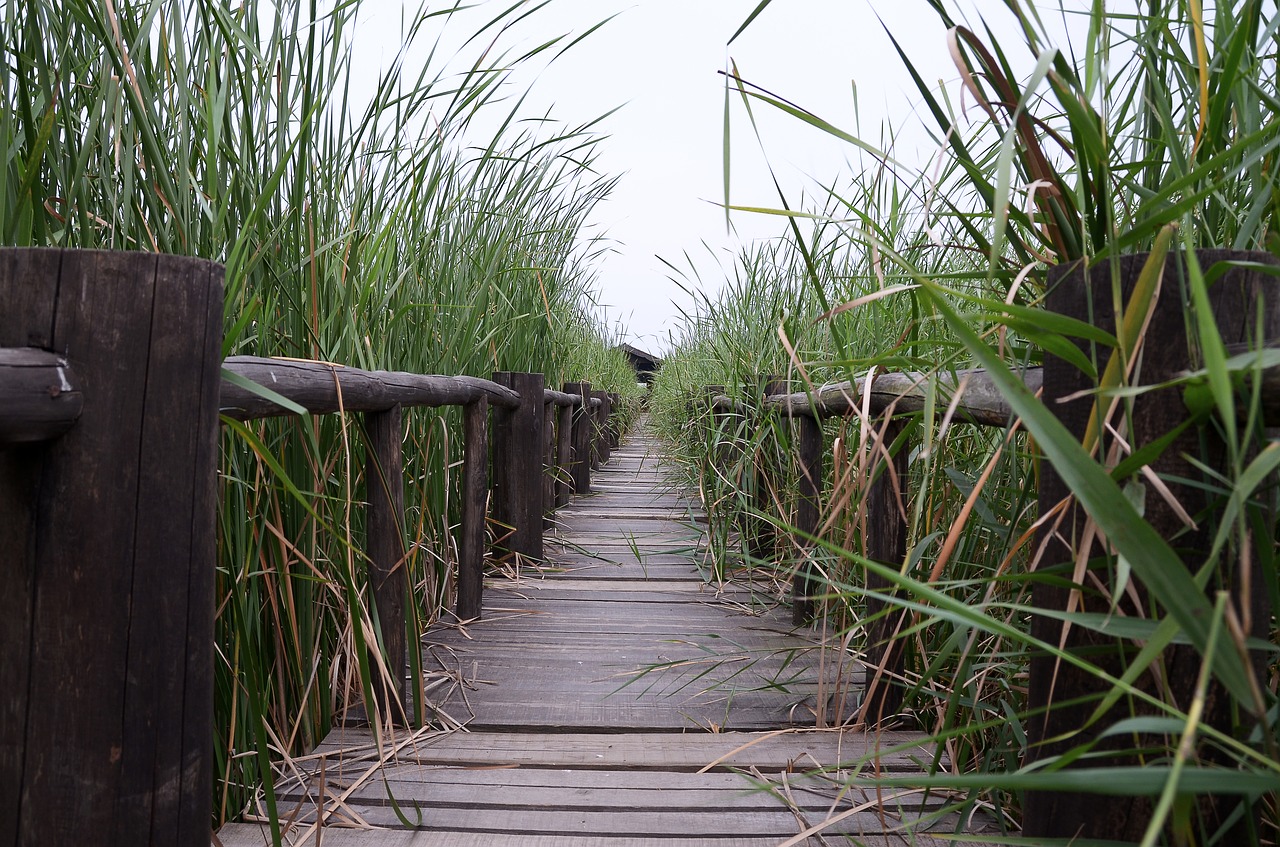 henan chen bridge wetlands free photo