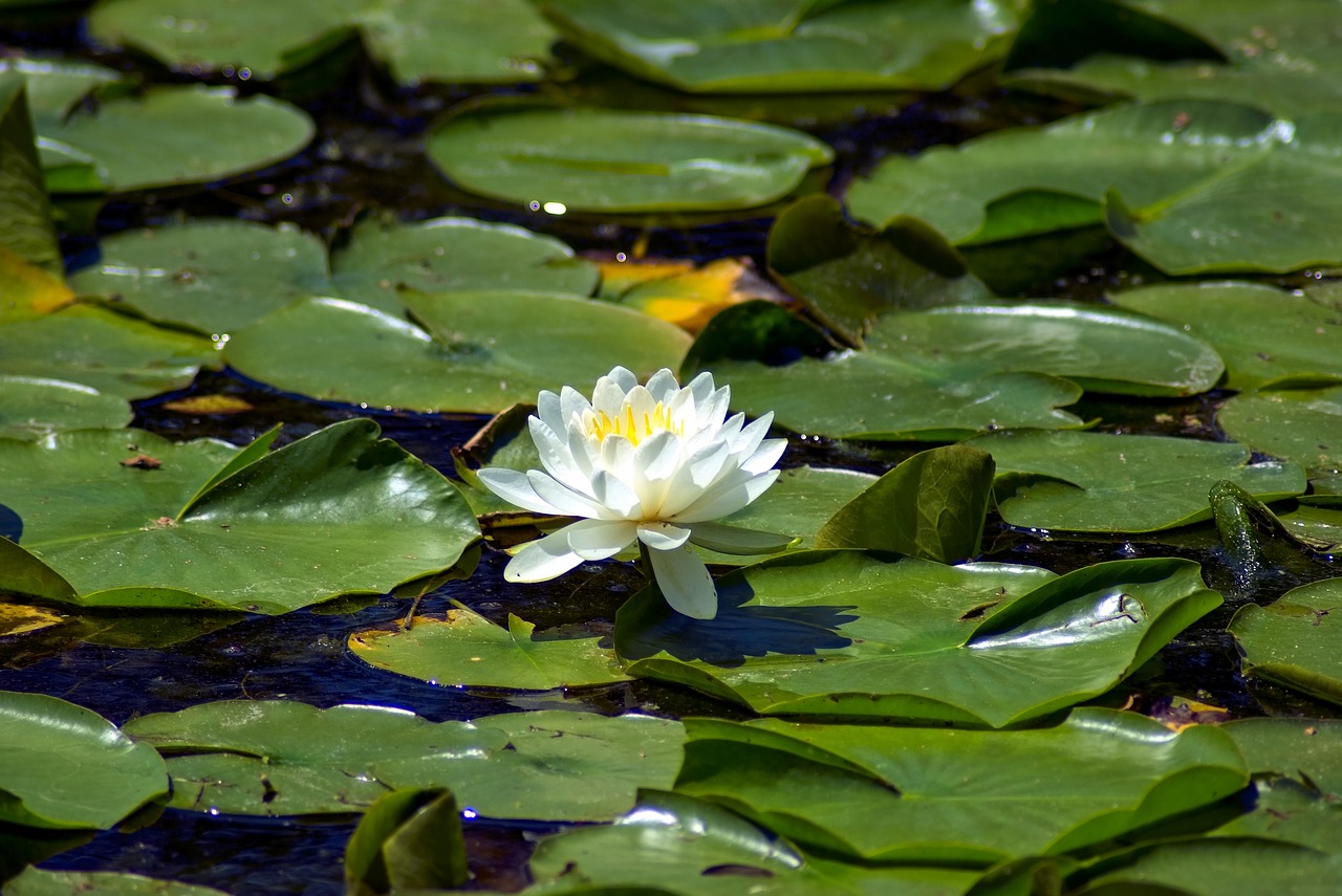 henry vilas park water lily  lily  pond free photo