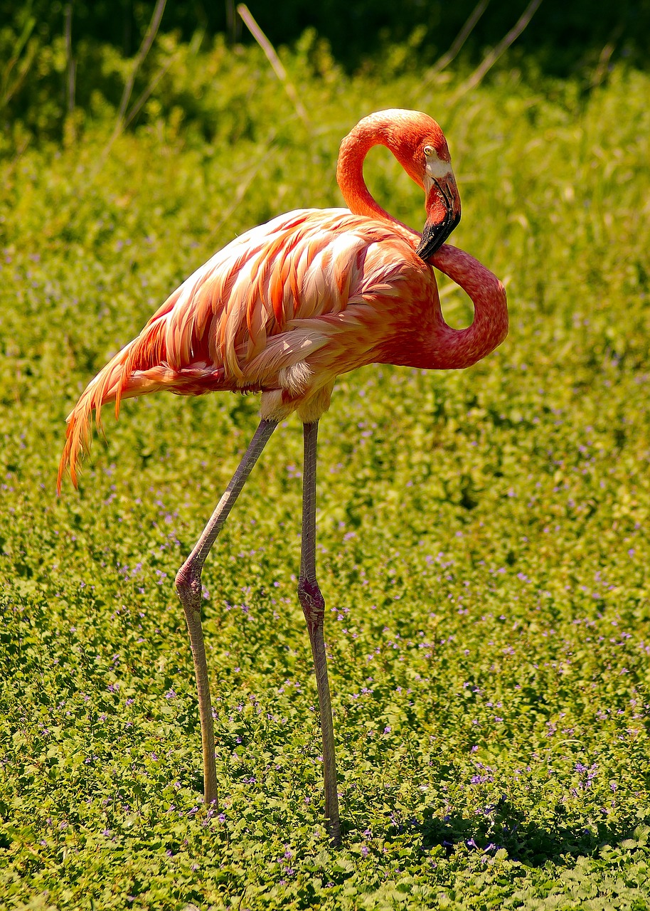 henry vilas zoo flamingo  flamingo  bird free photo