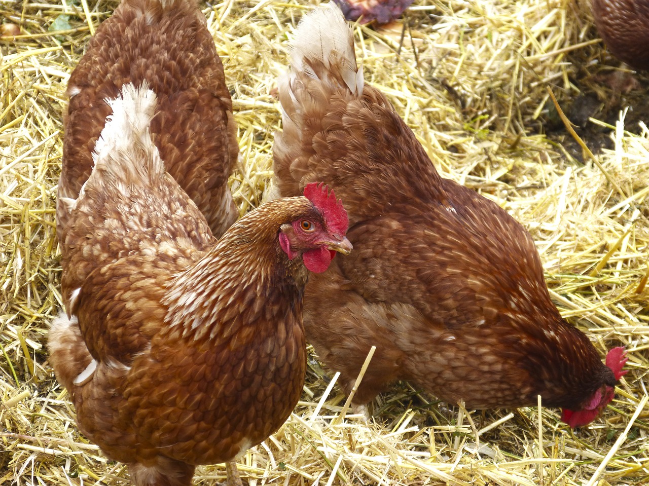 hens straw poultry free photo