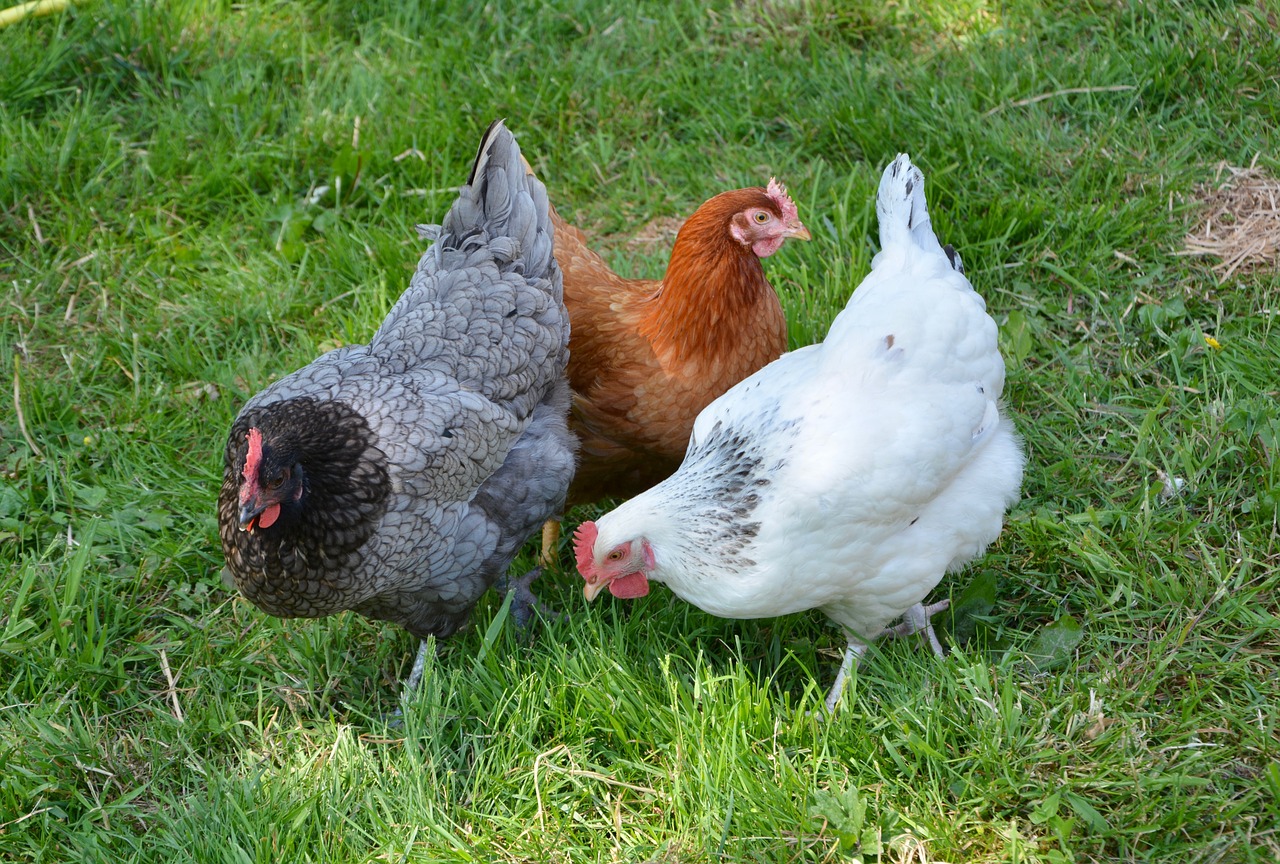 hens  laying hens  lower short free photo