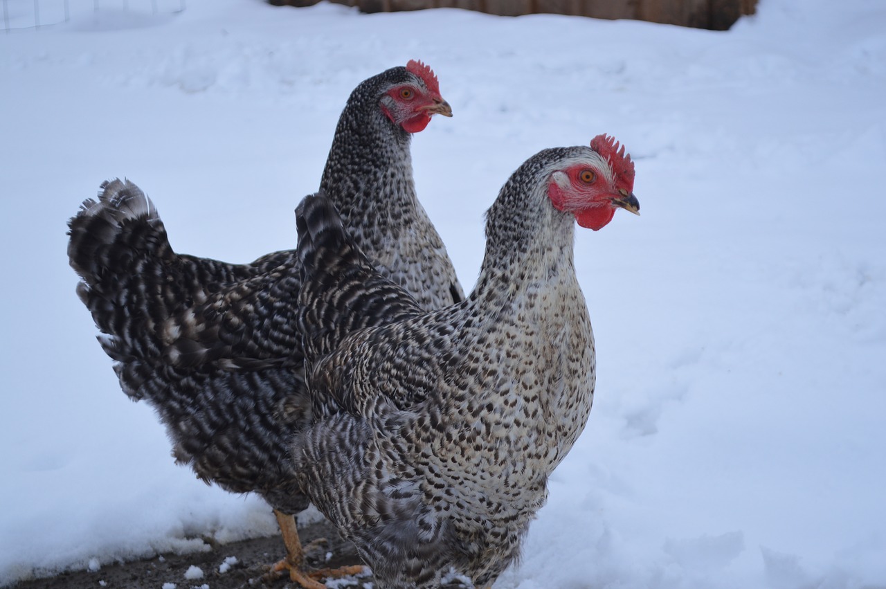 hens  low court  poultry free photo