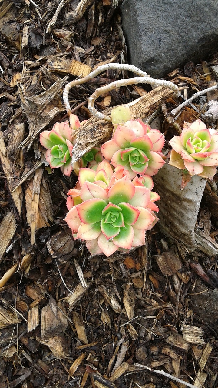 hens and chicks flower succulents free photo