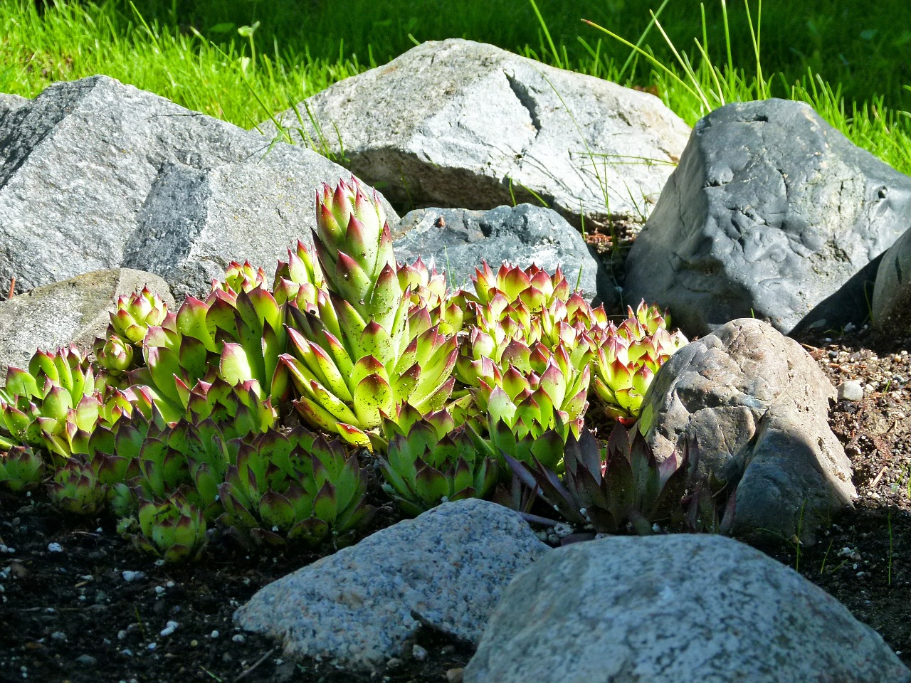 hens and chicks succulent plant nature free photo
