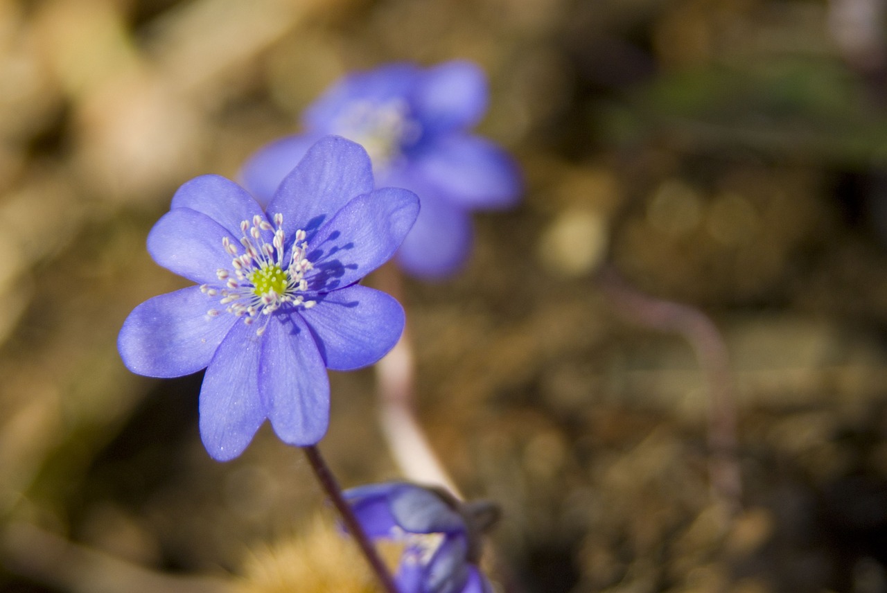 hepatica purple flower free photo