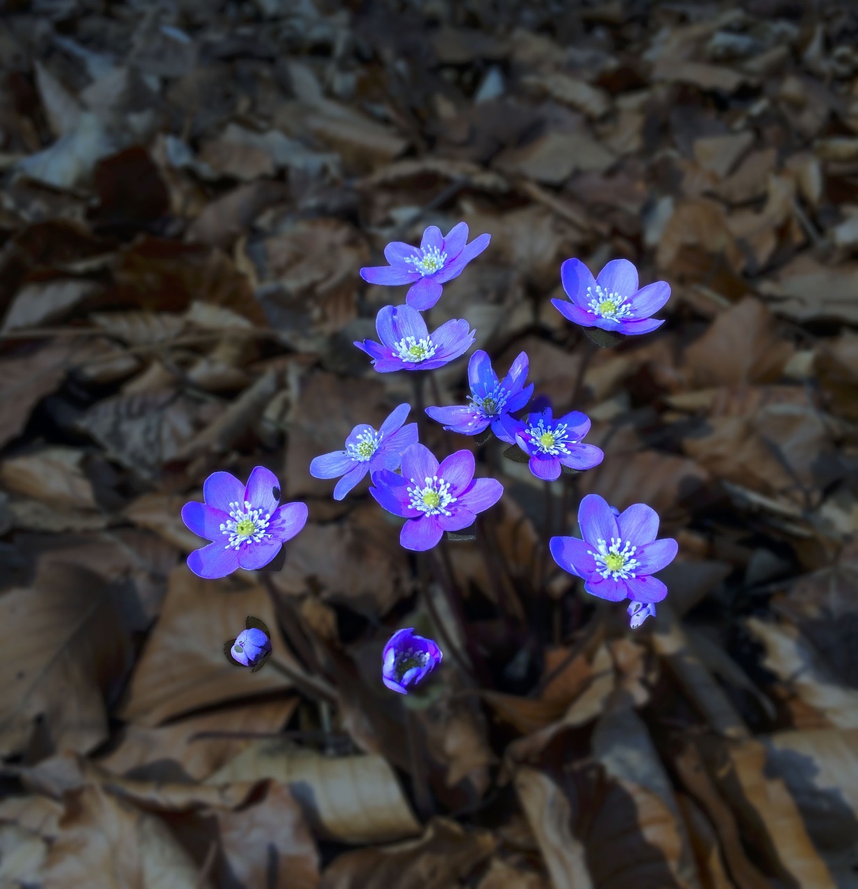 hepatica blue leaves free photo