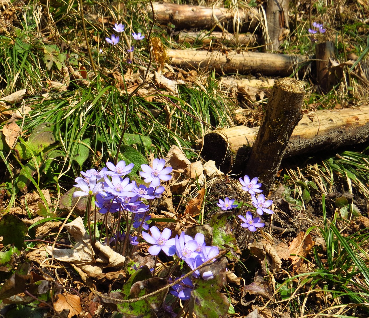 hepatica flower forest free photo