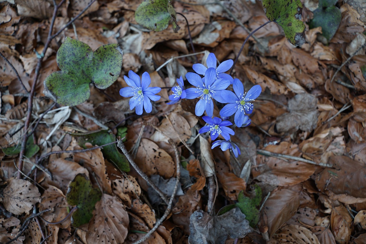 hepatica forest wild flower free photo