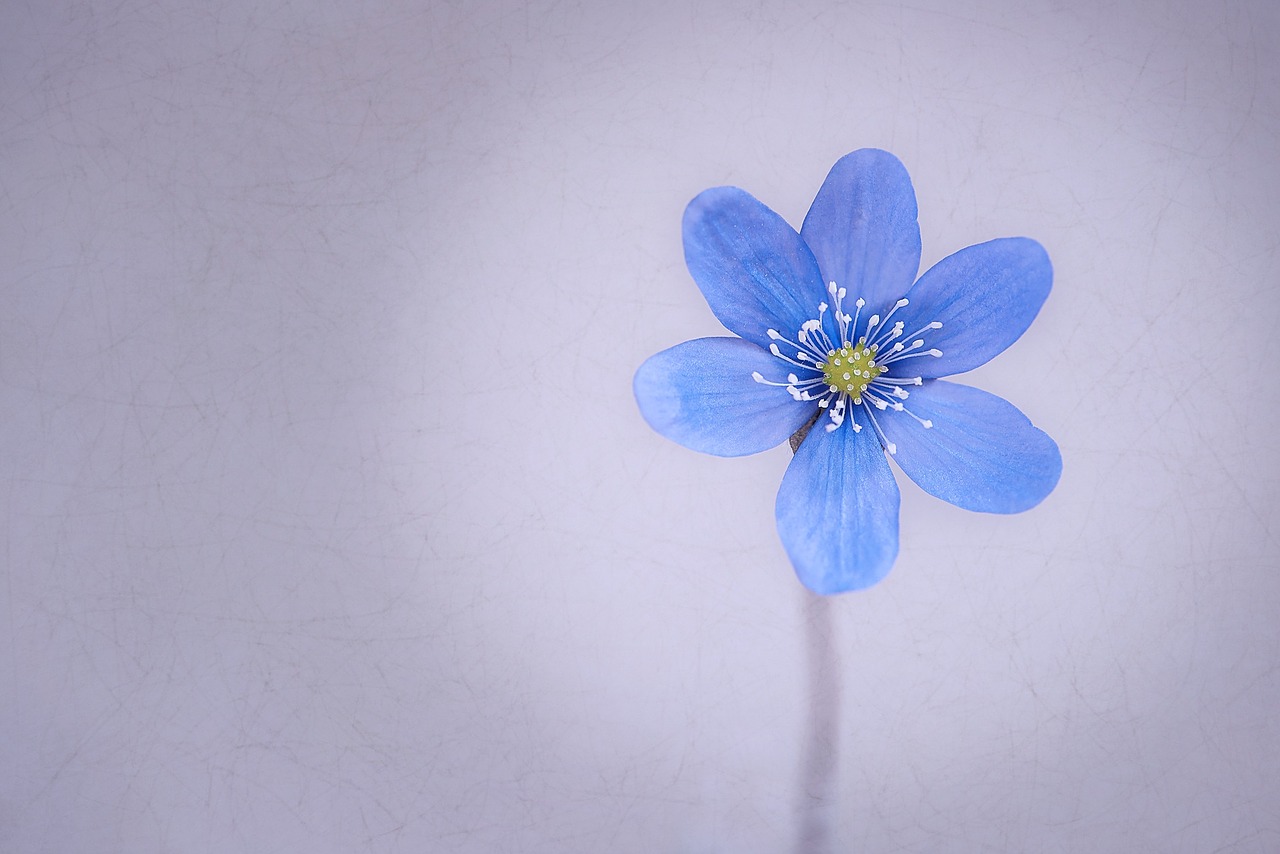 hepatica flower blossom free photo