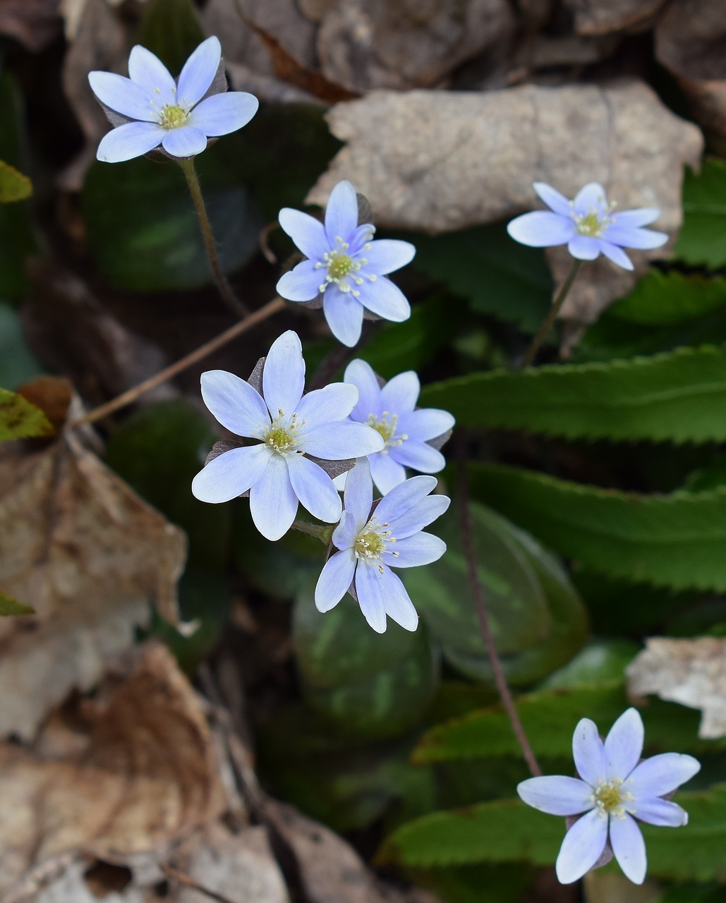 hepatica wildflower flower free photo