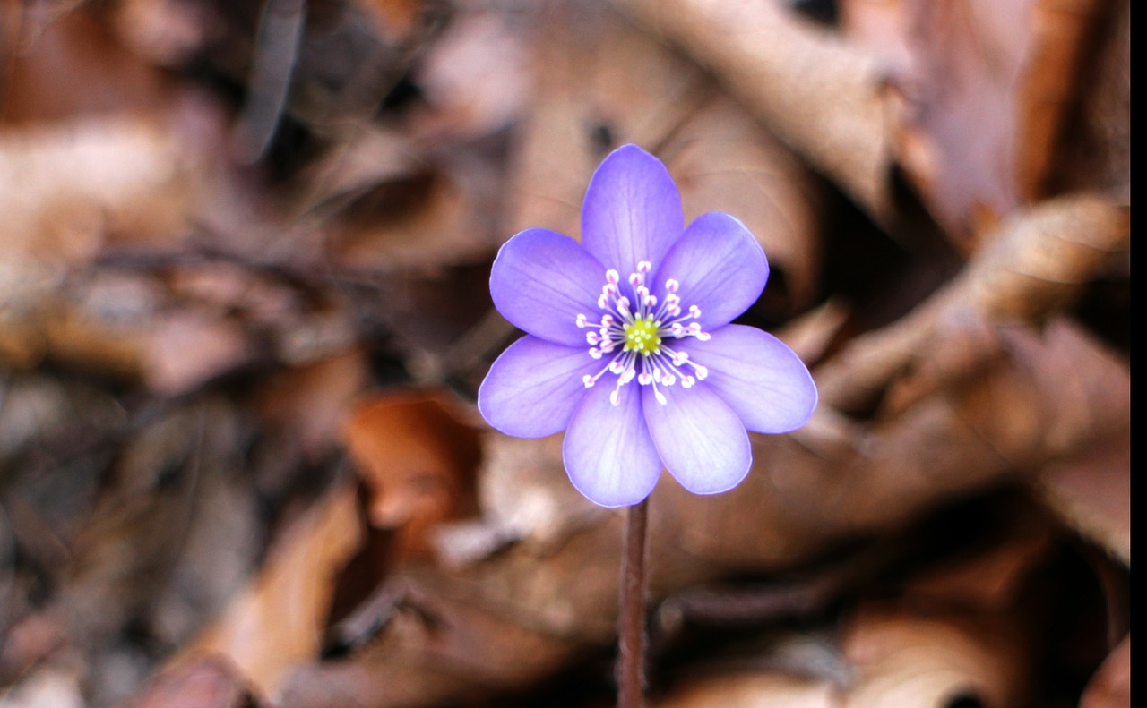 hepatica blossom bloom free photo