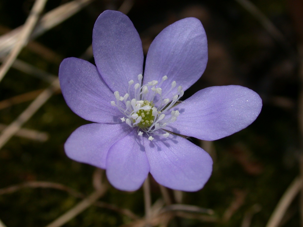 hepatica blossom bloom free photo