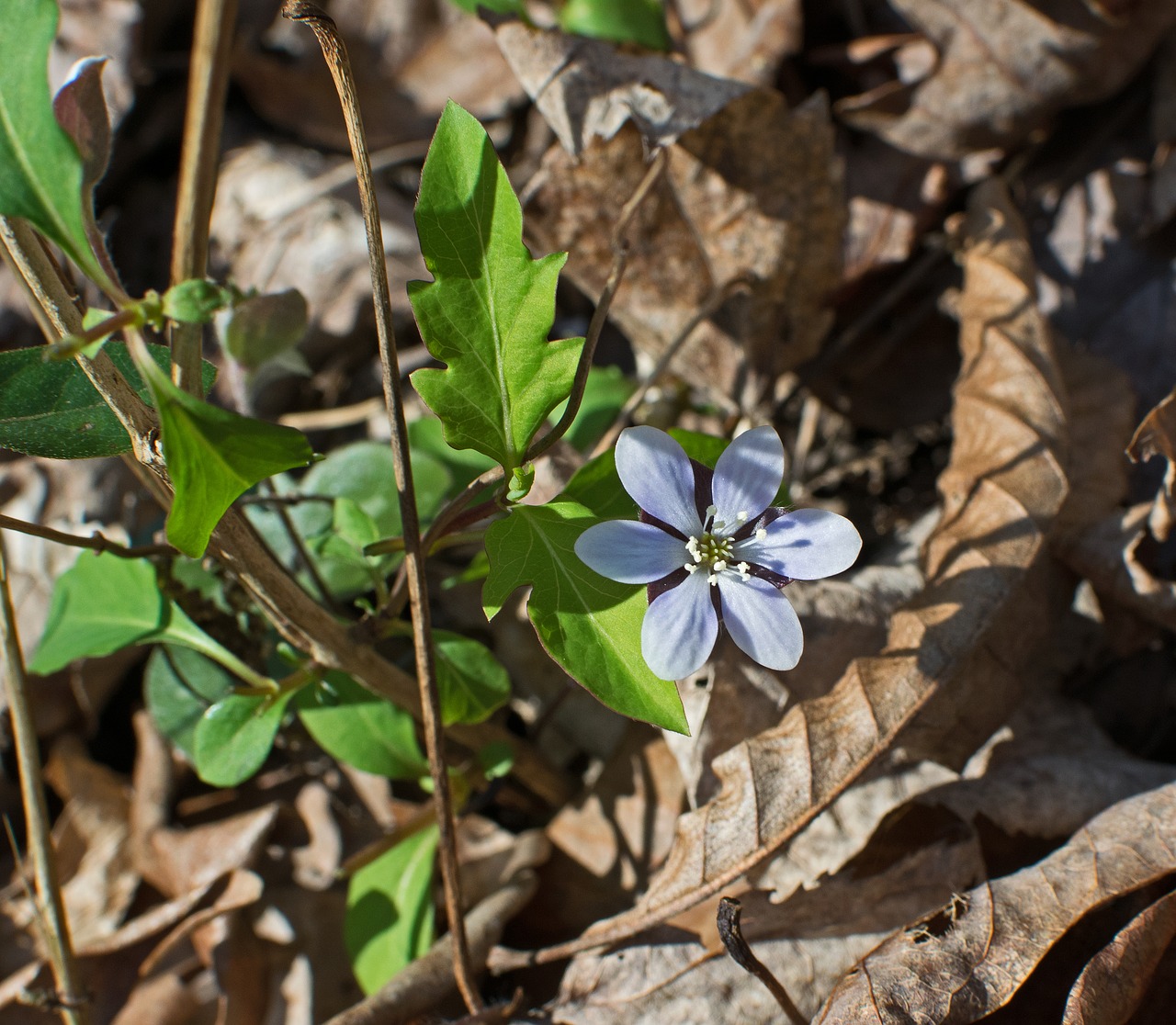 hepatica flower blossom free photo