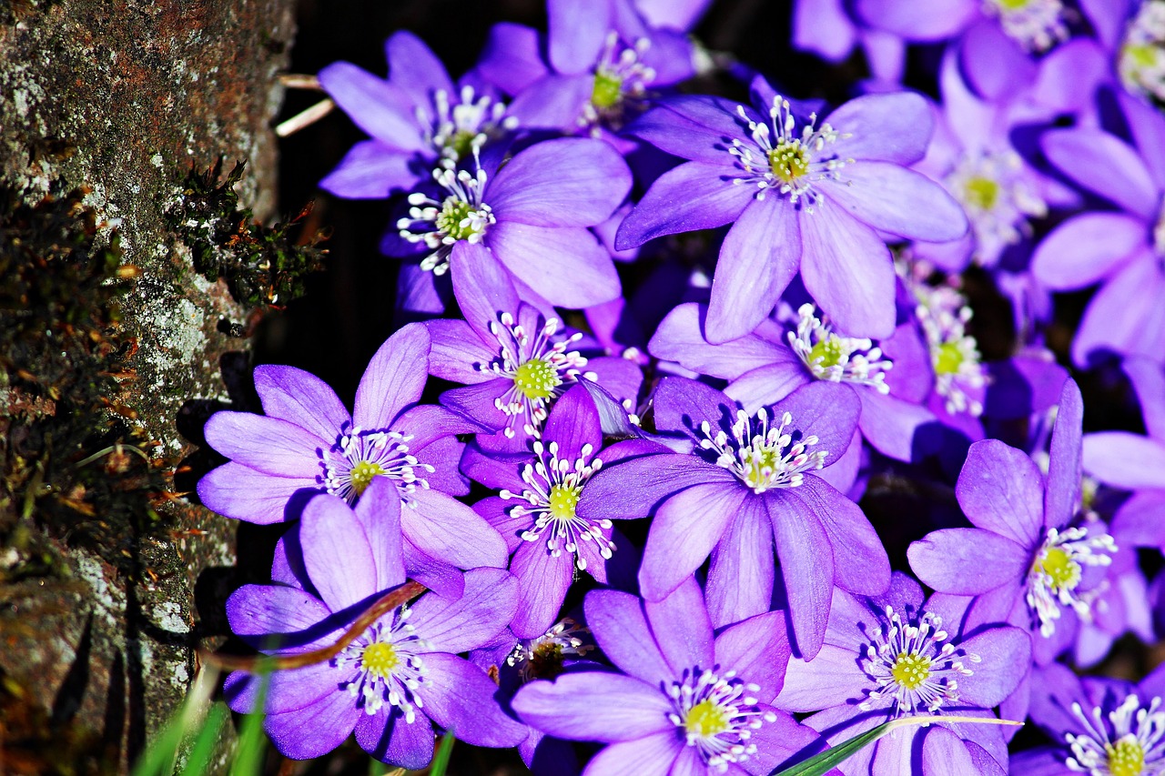 hepatica purple spring free photo