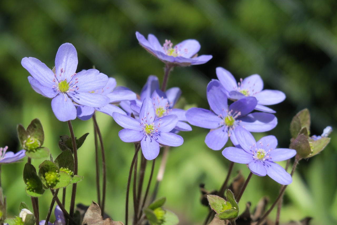 hepatica  nature  flower free photo