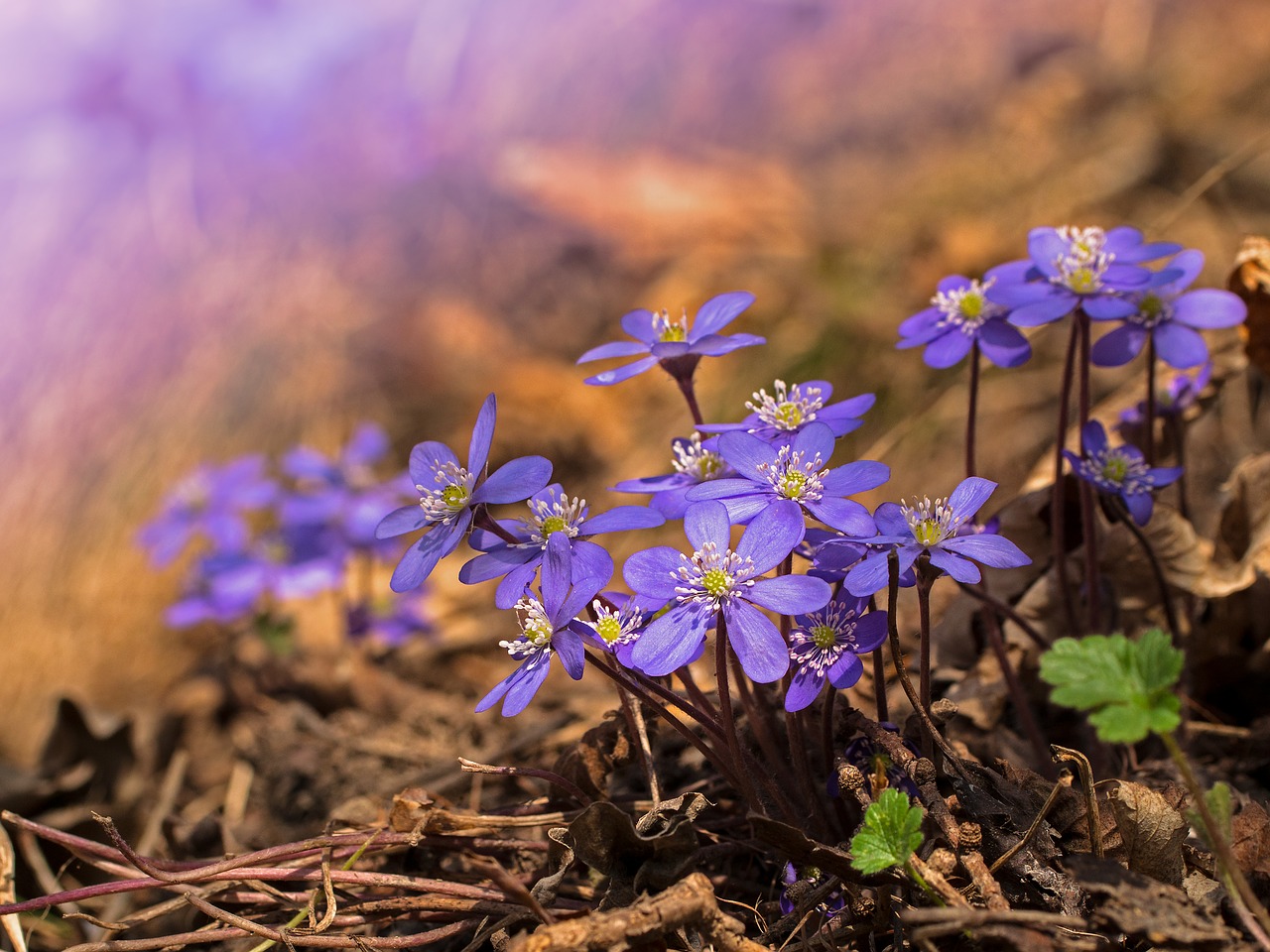 hepatica  hepatica nobilis  early bloomer free photo