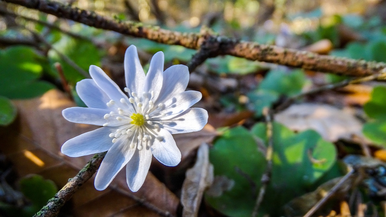 hepatica  liverwort  spring free photo