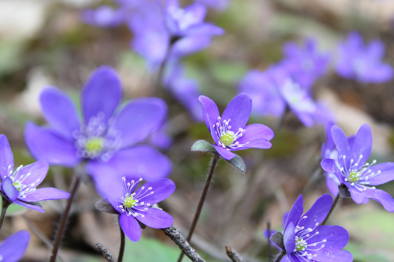 hepatica  flowers  spring free photo