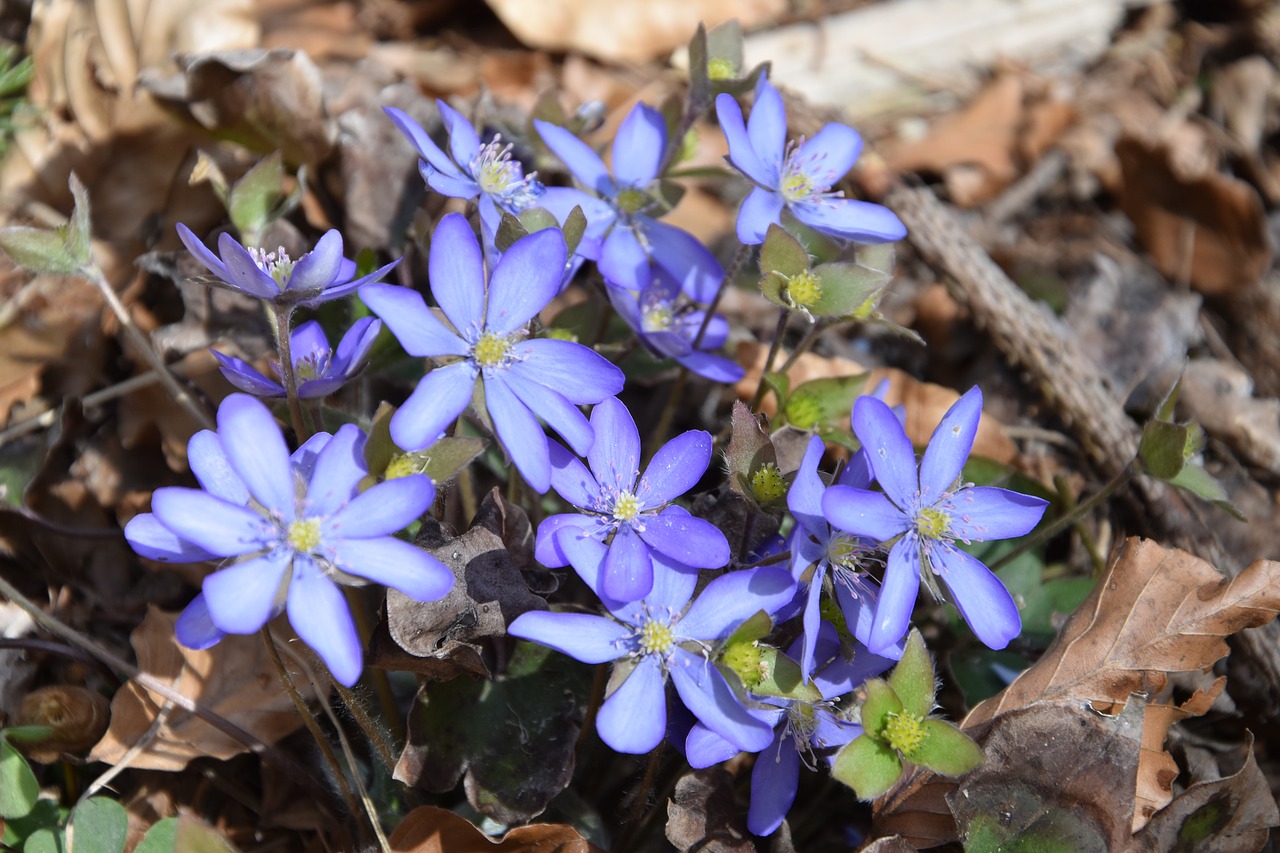 hepatica  flowers  purple free photo