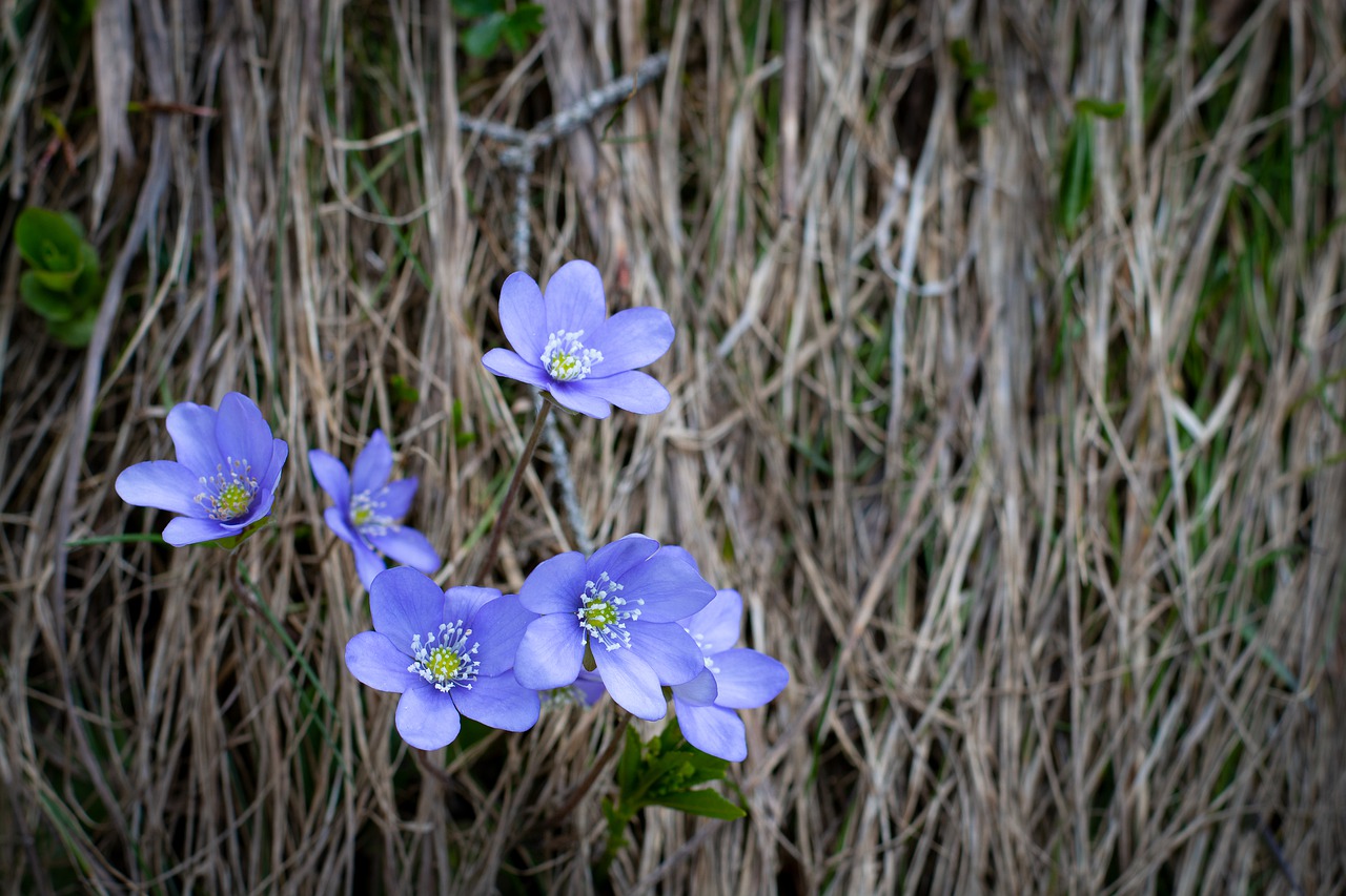 hepatica  blue  flowers free photo