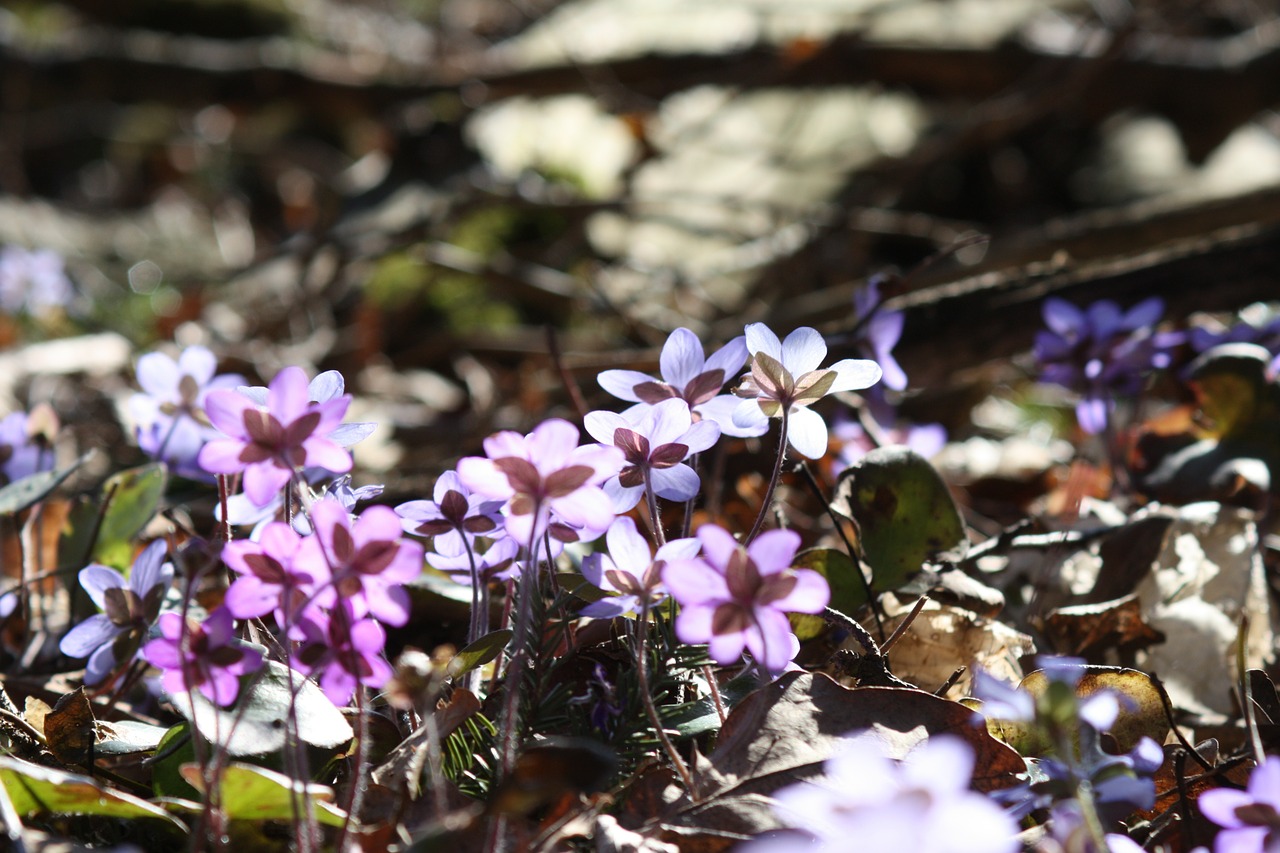 hepatica plant flower free photo