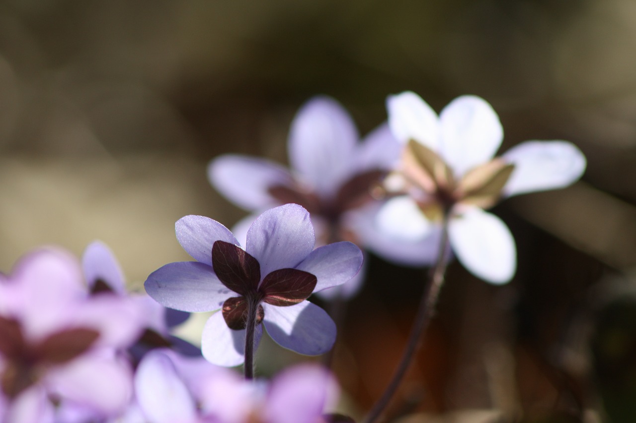 hepatica plant flower free photo