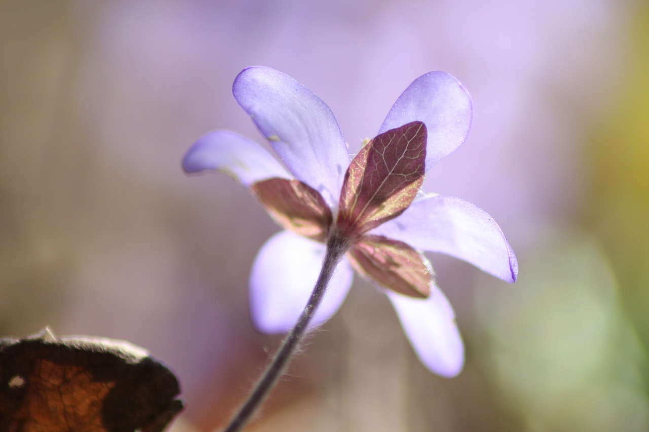 hepatica plant flower free photo