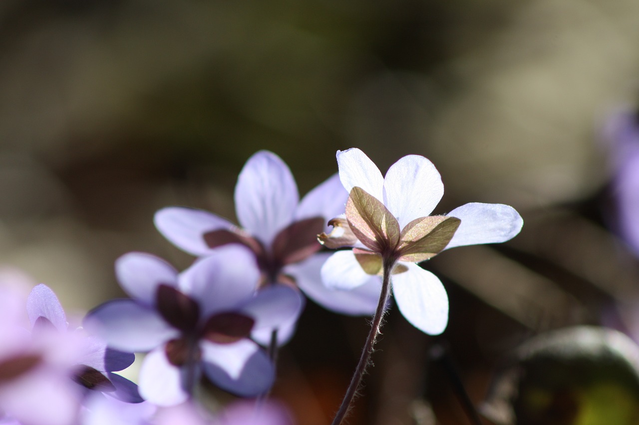 hepatica plant flower free photo