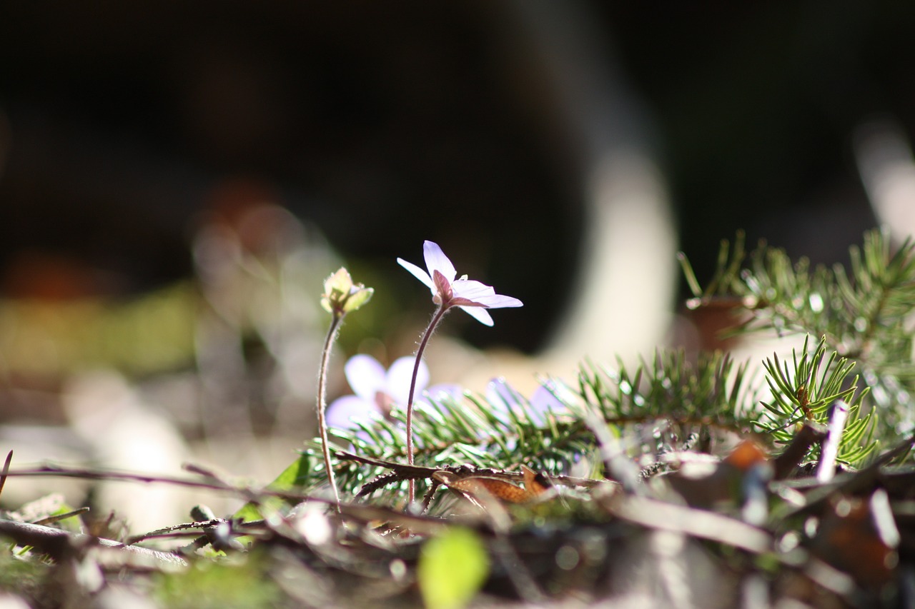 hepatica plant flower free photo