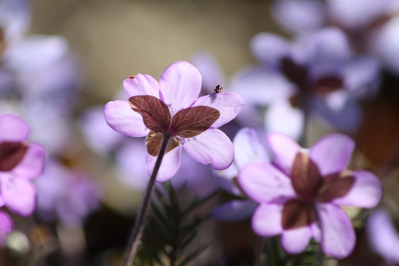 hepatica plant flower free photo