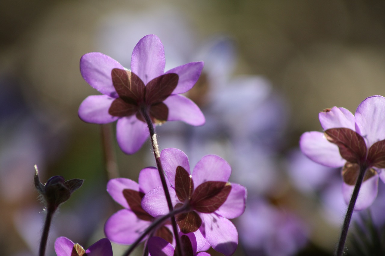 hepatica plant flower free photo