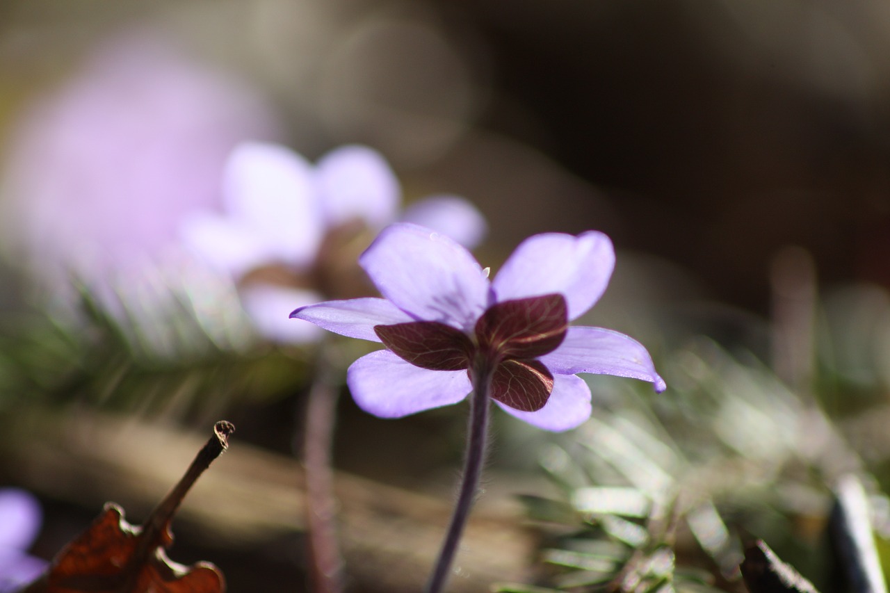 hepatica plant flower free photo