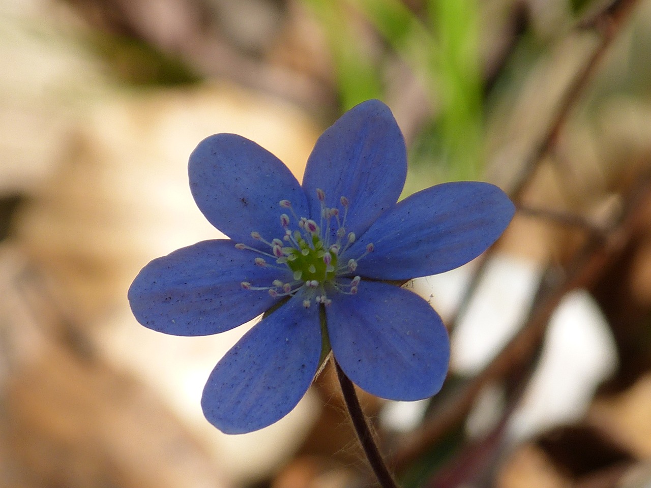 hepatica flower blossom free photo