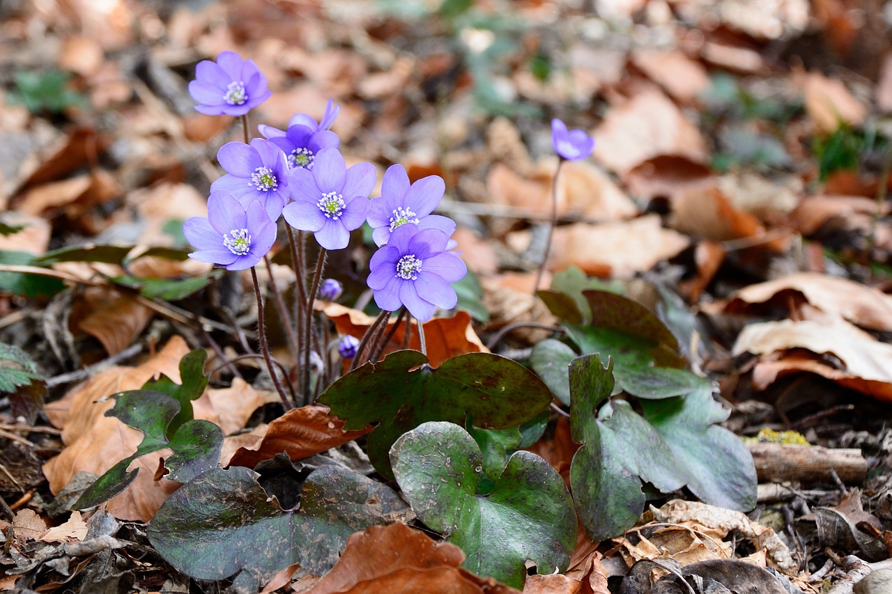 hepatica blossom bloom free photo