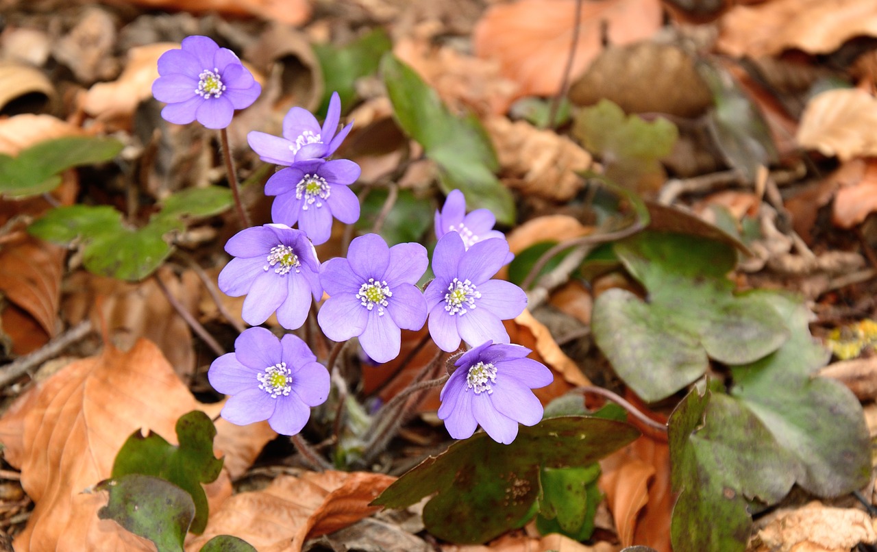 hepatica blossom bloom free photo