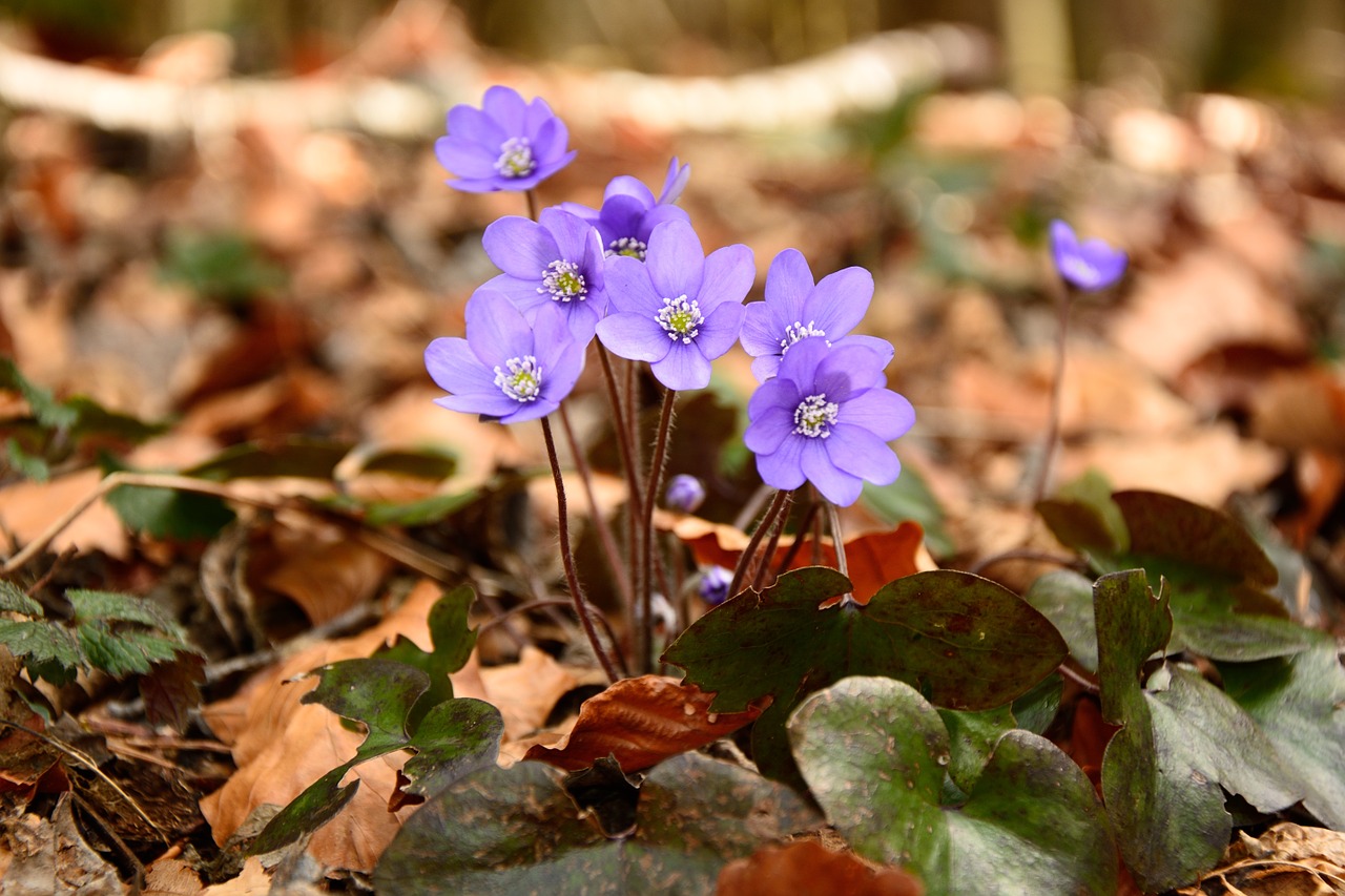 hepatica blossom bloom free photo