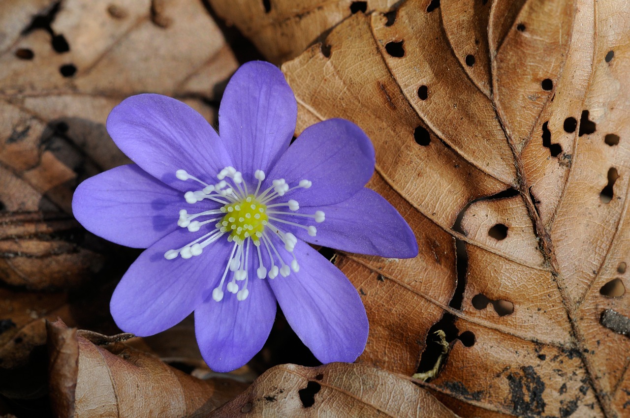 hepatica forest flower spring free photo